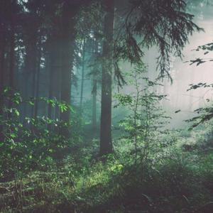 猎奇小屋app官网入口下载
